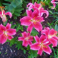 Buy canvas prints of More Stargazer Lilies by Stephanie Moore