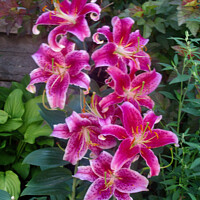Buy canvas prints of Pink Stargazer Lilies by Stephanie Moore