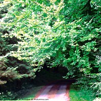 Buy canvas prints of Shady lane by Stephanie Moore
