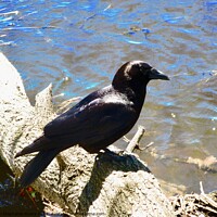 Buy canvas prints of Crow on a log by Stephanie Moore