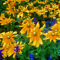 Buy canvas prints of Yellow flowers by Stephanie Moore