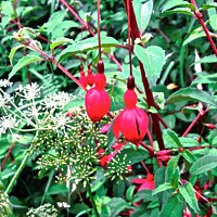 Buy canvas prints of Little Red Bells by Stephanie Moore