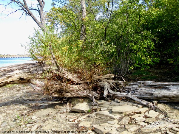 Banks of the Ottawa River Picture Board by Stephanie Moore