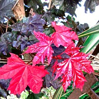Buy canvas prints of Bright red leaves by Stephanie Moore