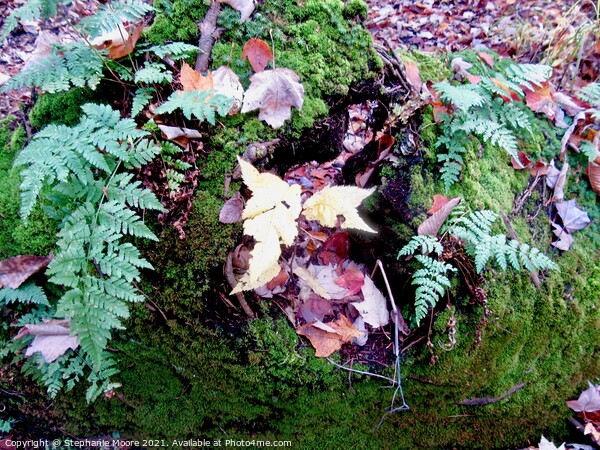 Leaves, Ferns and Moss Picture Board by Stephanie Moore