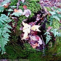 Buy canvas prints of Leaves, Ferns and Moss by Stephanie Moore