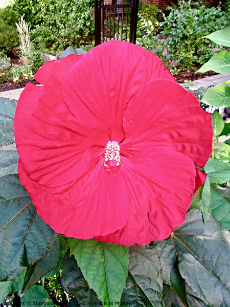 Red Hibiscus Picture Board by Stephanie Moore