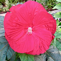 Buy canvas prints of Red Hibiscus by Stephanie Moore