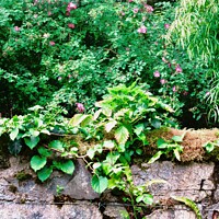Buy canvas prints of  Castle wall by Stephanie Moore