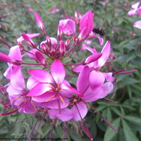 Buy canvas prints of Pink Flowers by Stephanie Moore