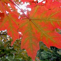 Buy canvas prints of Maple Leaves by Stephanie Moore