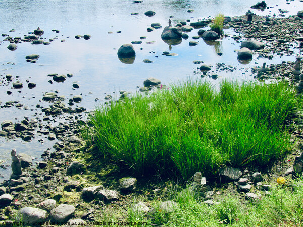 Grass and rocks in the Rideau River Picture Board by Stephanie Moore