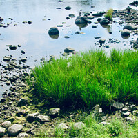 Buy canvas prints of Grass and rocks in the Rideau River by Stephanie Moore
