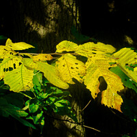 Buy canvas prints of Brilliant fall leaves by Stephanie Moore