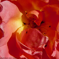 Buy canvas prints of pink Rose by Stephanie Moore