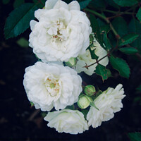 Buy canvas prints of Miniature white roses by Stephanie Moore
