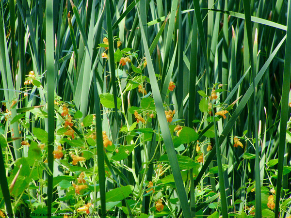 Wild flowers in the reeds Picture Board by Stephanie Moore