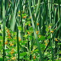 Buy canvas prints of Wild flowers in the reeds by Stephanie Moore
