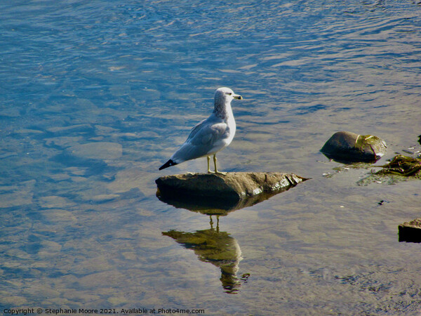 Seagull on a rock Picture Board by Stephanie Moore