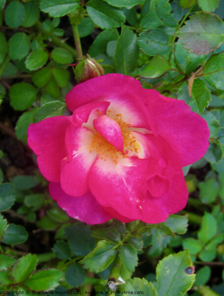 Small pink rose Picture Board by Stephanie Moore
