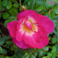 Buy canvas prints of Small pink rose by Stephanie Moore