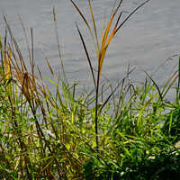 Buy canvas prints of Grass by Stephanie Moore