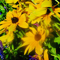 Buy canvas prints of Windblown yellow daisies by Stephanie Moore