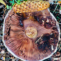 Buy canvas prints of Fallen mushroom with pinecone by Stephanie Moore