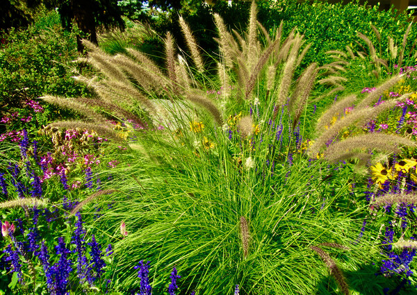 Grass in the garden Picture Board by Stephanie Moore