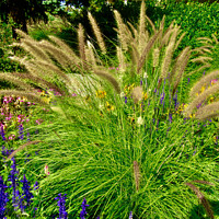 Buy canvas prints of Grass in the garden by Stephanie Moore