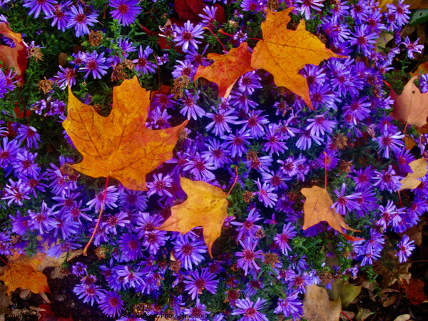 Purple flowers with maple leaves Picture Board by Stephanie Moore