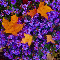 Buy canvas prints of Purple flowers with maple leaves by Stephanie Moore