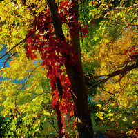 Buy canvas prints of Autumn colours by Stephanie Moore