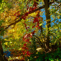 Buy canvas prints of Autumn Colours 2 by Stephanie Moore
