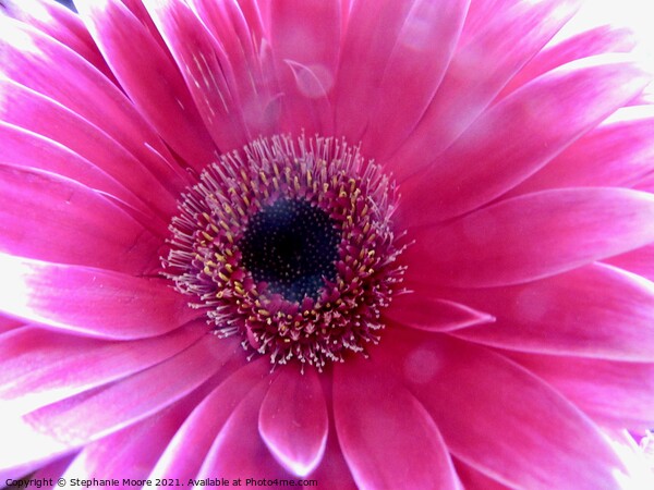 Pink Daisy Picture Board by Stephanie Moore