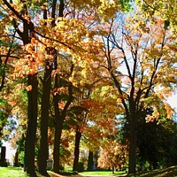 Buy canvas prints of Colourful fall trees by Stephanie Moore