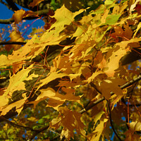 Buy canvas prints of Yellow Maple Leaves by Stephanie Moore