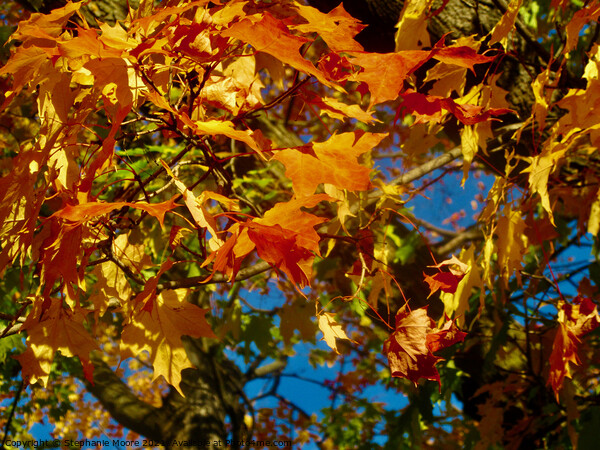 Orange and yellow maple leaves Picture Board by Stephanie Moore