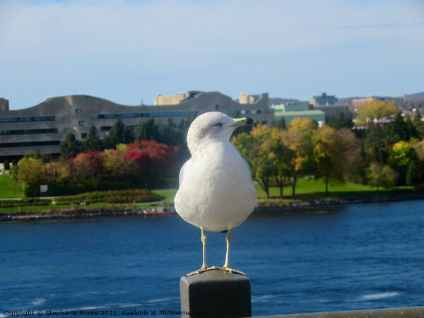 Seagull showing off his best profile Picture Board by Stephanie Moore