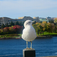 Buy canvas prints of Seagull showing off his best profile by Stephanie Moore