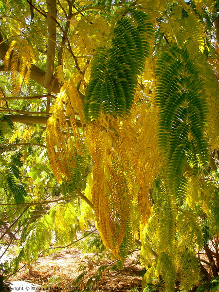 Mimosa Leaves Picture Board by Stephanie Moore