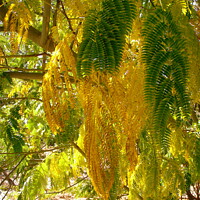 Buy canvas prints of Mimosa Leaves by Stephanie Moore