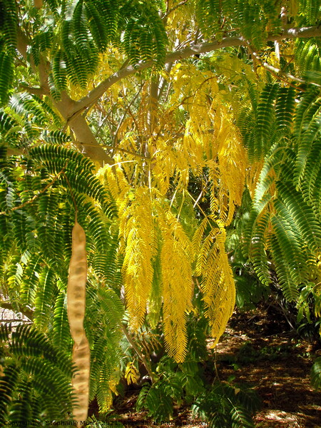 Mimosa leaves Picture Board by Stephanie Moore