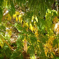 Buy canvas prints of Mimosa leaves and seeds by Stephanie Moore