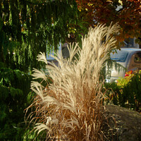 Buy canvas prints of Pampas Grass by Stephanie Moore