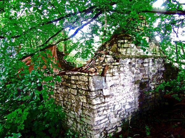 Ruined cottage in the woods Picture Board by Stephanie Moore