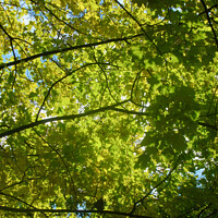 Buy canvas prints of Canopy of leaves by Stephanie Moore