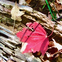 Buy canvas prints of Fallen red leaf by Stephanie Moore