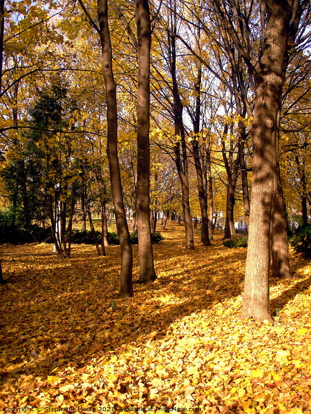 Golden Fall Trees Picture Board by Stephanie Moore
