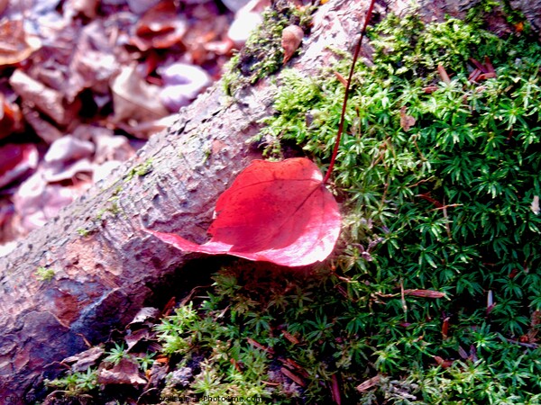 Fallen red leaf Picture Board by Stephanie Moore